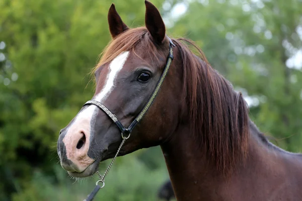 長いたてがみを持つ若いアラビア馬のヘッド ショット — ストック写真