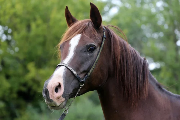 Renrasig arabiska hästen huvudet på naturliga bakgrund — Stockfoto