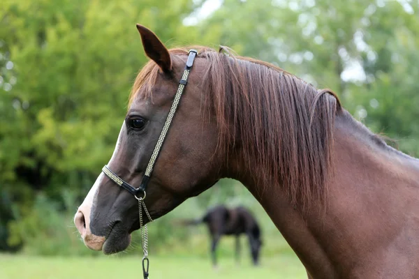 Thoroughbred arabian mare looking at camera on summer pasture — Stock Photo, Image