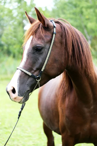 Cabeça de cavalo castanha bonita na hora de verão prado — Fotografia de Stock