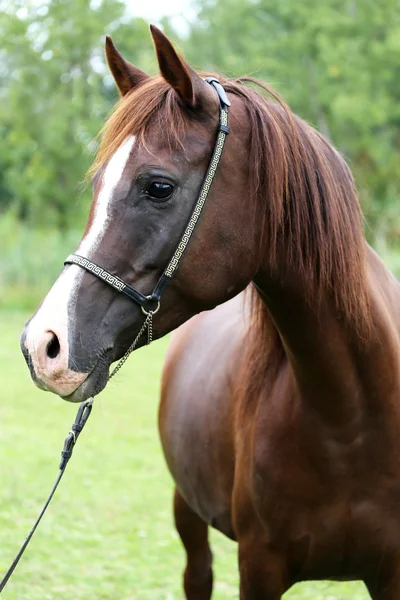Cabeza de caballo árabe de raza pura sobre fondo natural —  Fotos de Stock