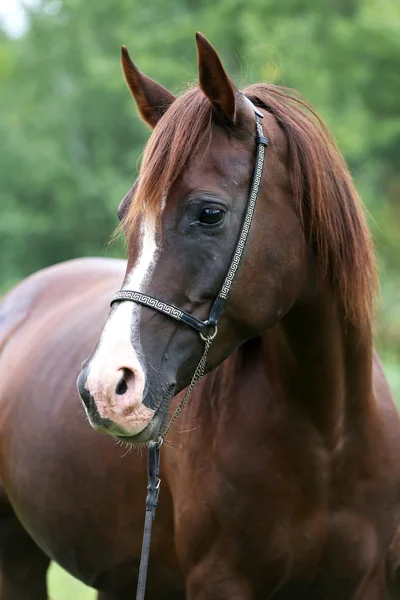 Gyönyörű gesztenye ló fejét rét nyári idő — Stock Fotó
