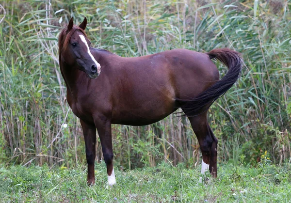 Thoroughbred arabian mare standing on summer pasture — Stock Photo, Image