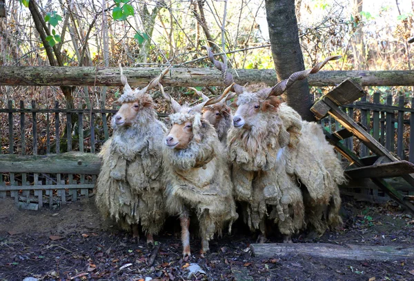 Rebanho de ovelhas em luzes baixas cena rural — Fotografia de Stock