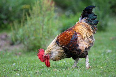 Geleneksel ücretsiz aralığı tavuk çiftliği kırsal sahne üzerinde horoz