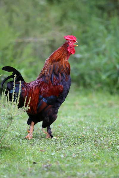 A hagyományos szabadtartás baromfi farm vidéki helyszínre kakas — Stock Fotó