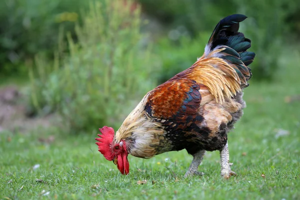 A hagyományos szabadtartás baromfi farm vidéki helyszínre kakas — Stock Fotó