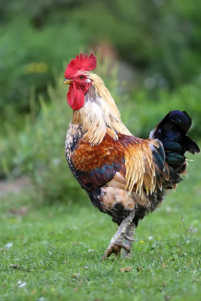 Close up of rooster on traditional rural poultry farm — Stock Photo, Image
