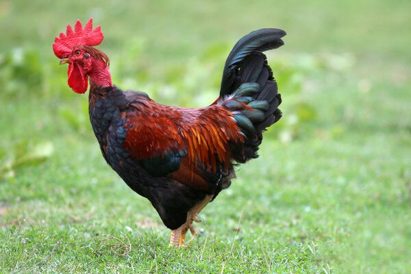 Close up of rooster on traditional rural poultry farm