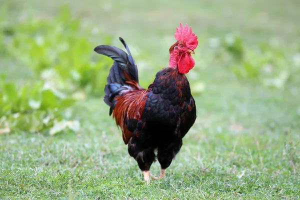 Colorful young cock standing on a background of green grass — Stock Photo, Image