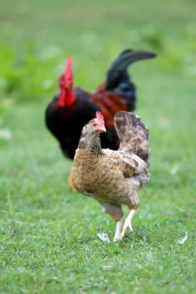 Primer plano del gallo y la gallina en la granja avícola rural tradicional — Foto de Stock