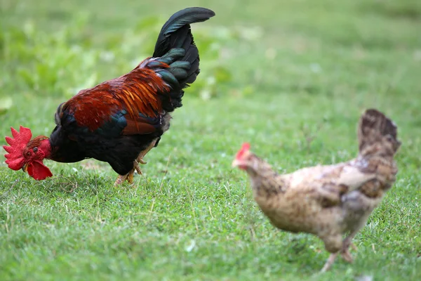Gallo y gallina de colores sobre un fondo borroso — Foto de Stock