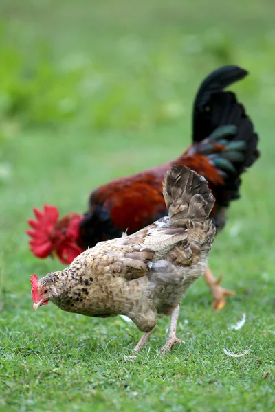 Primer plano del gallo y la gallina en la granja avícola rural tradicional — Foto de Stock