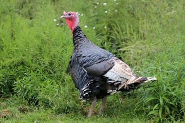  Kümes hayvanları bahçesinde bir güzellik Türkiye'nin yakın çekim