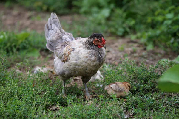 Tyúk és újonnan kikelt csirkéket — Stock Fotó