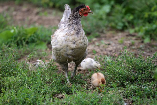 Crianza de gallinas en un entorno natural rural —  Fotos de Stock