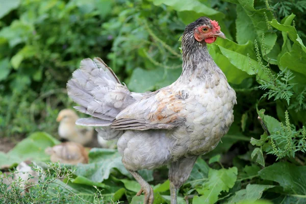 Hen and newly hatched chickens — Stock Photo, Image