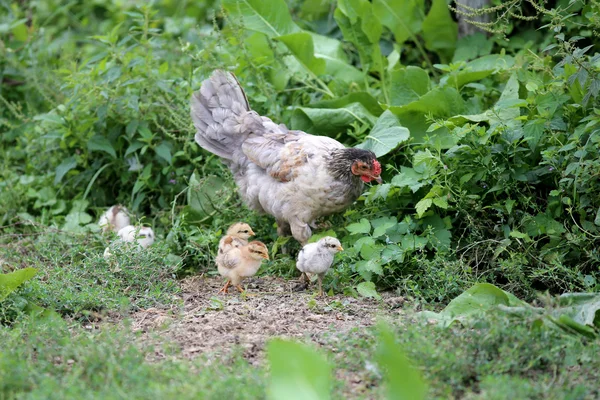 Hen and newly hatched chickens — Stock Photo, Image