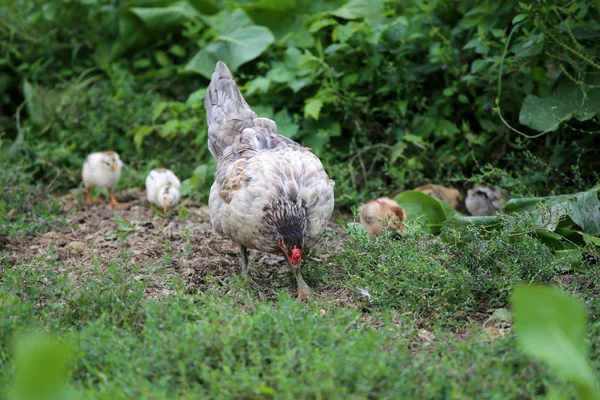 Gallina y sus pollos recién nacidos en corral —  Fotos de Stock