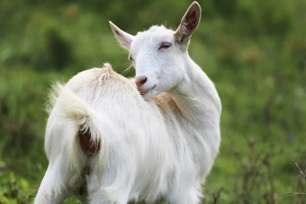 Kambing putih muda makan rumput di padang rumput musim panas — Stok Foto