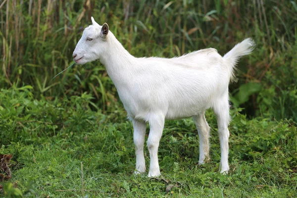 Cabra bebé blanco pastando en un prado verde —  Fotos de Stock