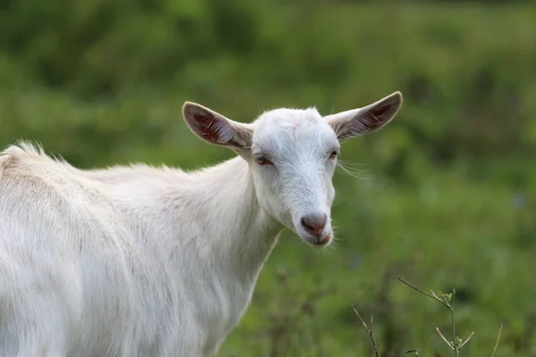 Jovem cabra branca comendo grama no prado de verão — Fotografia de Stock