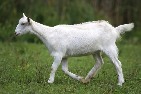 Cabra blanca doméstica pastando en los pastos durante el verano —  Fotos de Stock