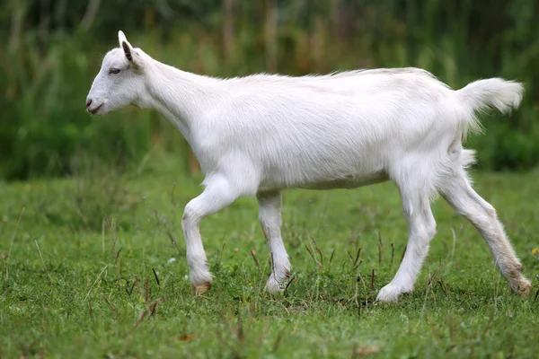 Pascolare caprino domestico bianco al pascolo estivo — Foto Stock