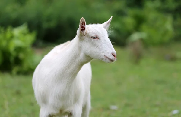 Pâturage de chèvres domestiques blanches sur pâturage été — Photo