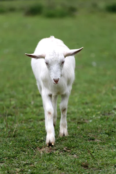 Pastoreio de cabra doméstica branca no verão de pastagem — Fotografia de Stock