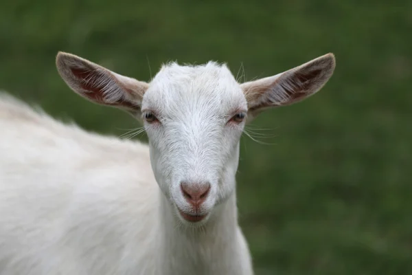 Retrato de uma cabra bebê no pasto de verão — Fotografia de Stock
