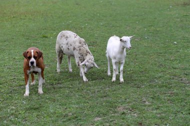 Koyun keçi ve bir huzurlu bulldog ayakta hayvan çiftliği