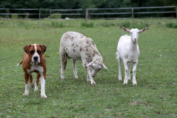 Cabra bebé com uma ovelha e um bulldog — Fotografia de Stock