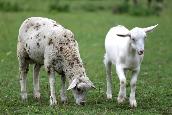 Kozy i owce jedzenie świeże zielone trawy scena — Zdjęcie stockowe