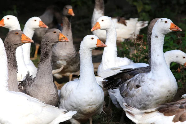 Evcil kazlar geleneksel köy kaz çiftliğinde otluyor. — Stok fotoğraf