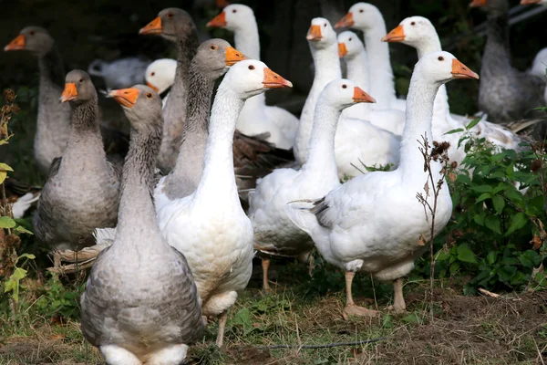 Gänseschwarm schaut sich auf Geflügelhof um — Stockfoto