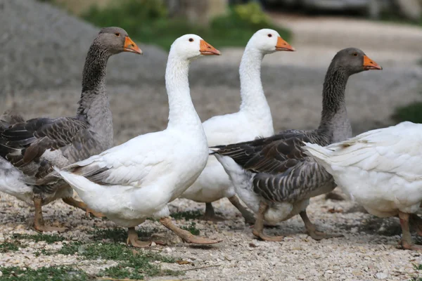 Beyaz kaz yürümek çayır kırsal sahne — Stok fotoğraf