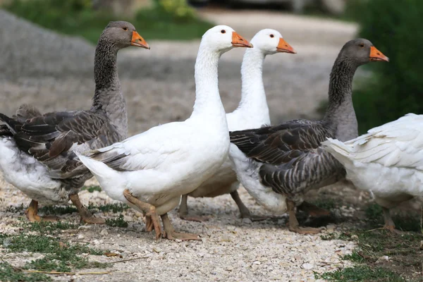 Domestic geese walking on traditional village goose farm — Stock Photo, Image