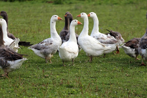 对农村家禽农场院子里的鹅吃草 — 图库照片