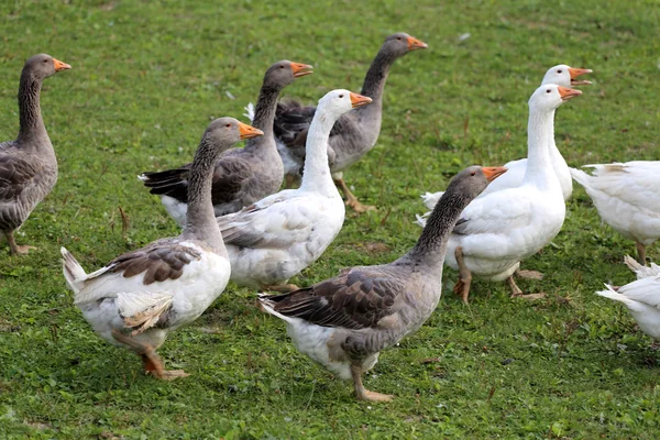 Gänse und Gänse grasen im grünen Gras — Stockfoto