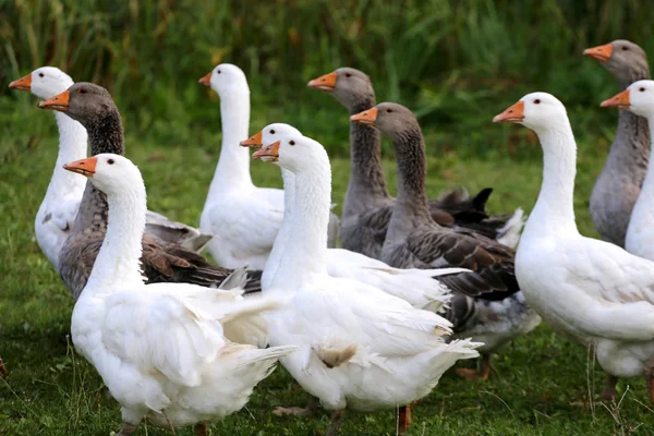 Gooses graze on poultry farm rural scene — Stock Photo, Image