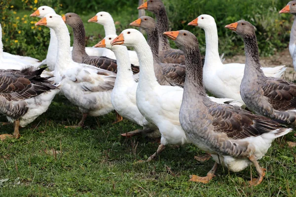 Rebanho de gansos no prado verde no ambiente natural — Fotografia de Stock