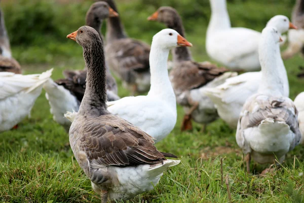 Manada de gansos en prado verde en ambiente natural —  Fotos de Stock