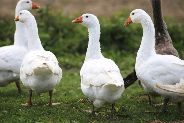 Rebanho de gansos no prado verde no ambiente natural — Fotografia de Stock