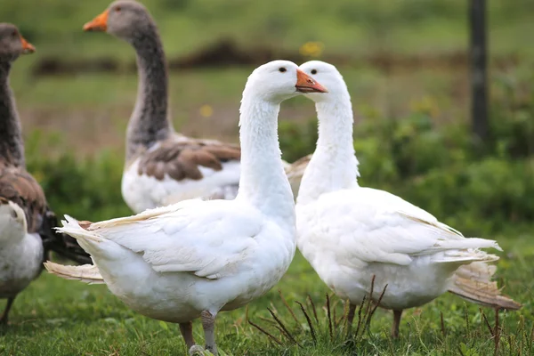 Jeunes oies blanches broutant dans les pâturages en été — Photo