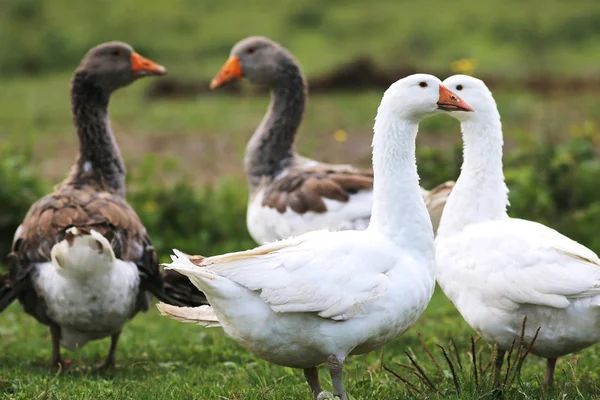 Hausgänse grasen auf traditioneller Dorfgans-Farm — Stockfoto