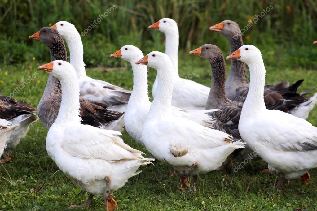  Flock of geese on green meadow in natural environment