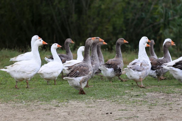 Caminhada de ganso branco na cena rural do prado — Fotografia de Stock