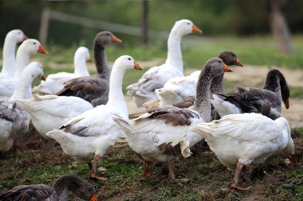 Pâturage des oies dans la basse-cour des fermes avicoles rurales — Photo