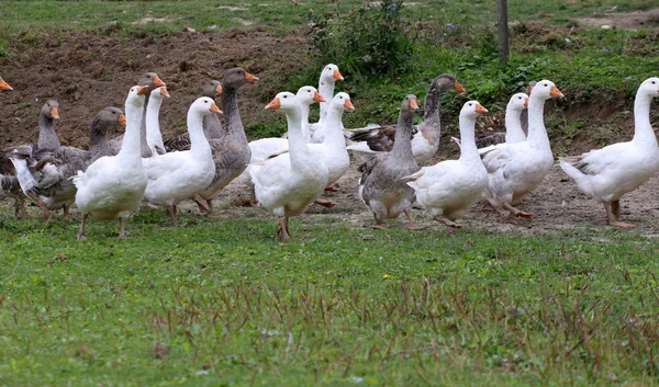 Rebanho de gansos no prado verde no ambiente natural — Fotografia de Stock